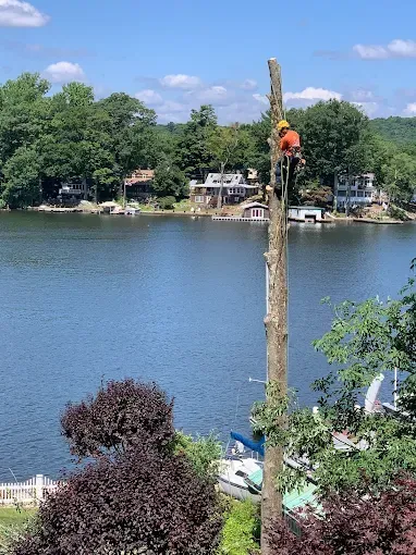 A man is climbing a tree overlooking a lake.