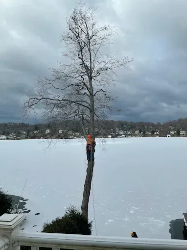 A man is climbing a tree over a frozen lake.