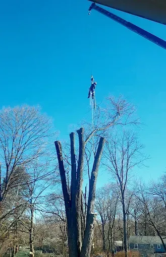 A man is climbing a tree with a crane in the background.