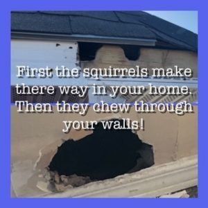 A squirrel is chewing through a hole in a wall