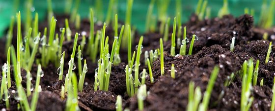 A bunch of green grass is growing out of the ground.