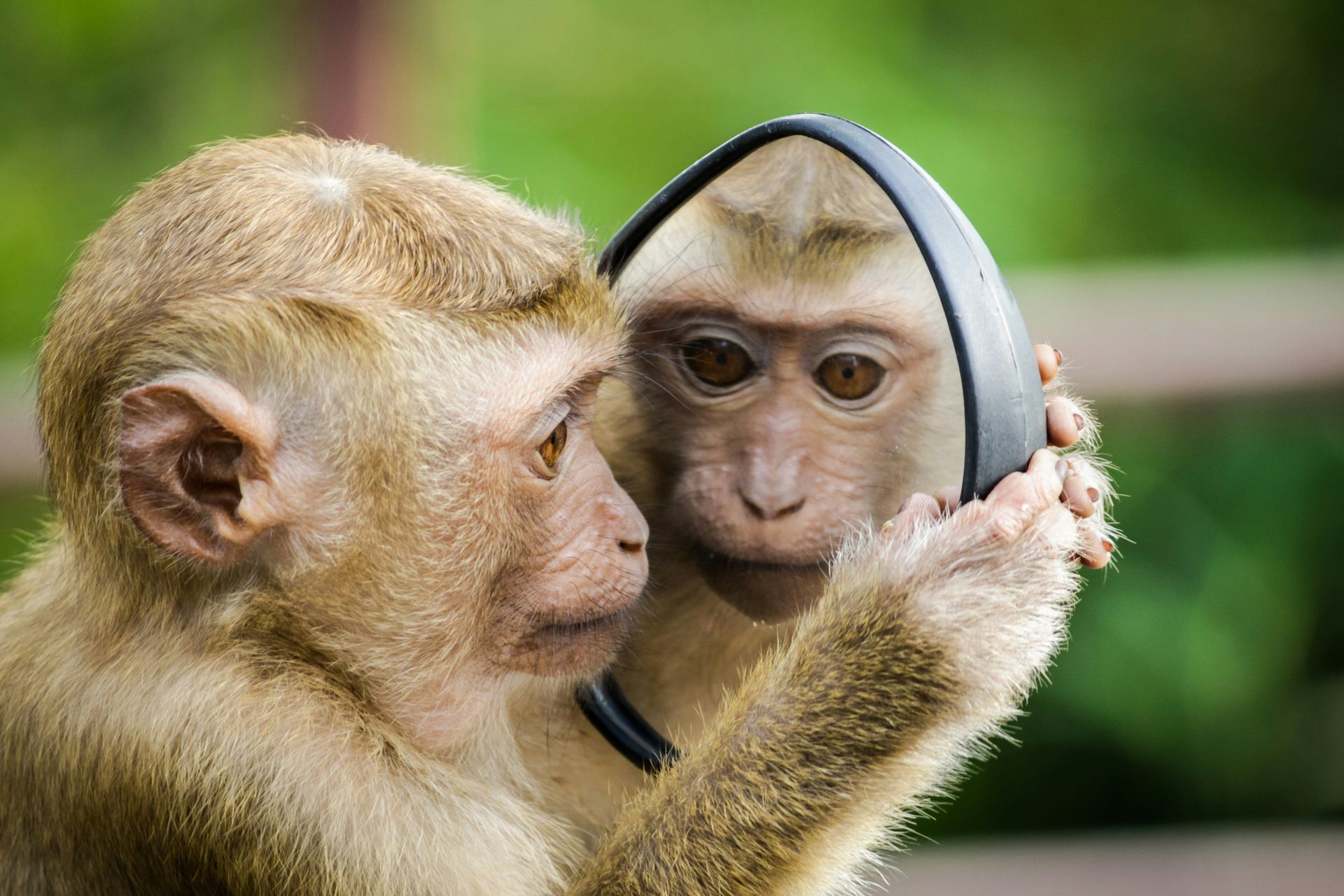 Monkey looking in the mirror