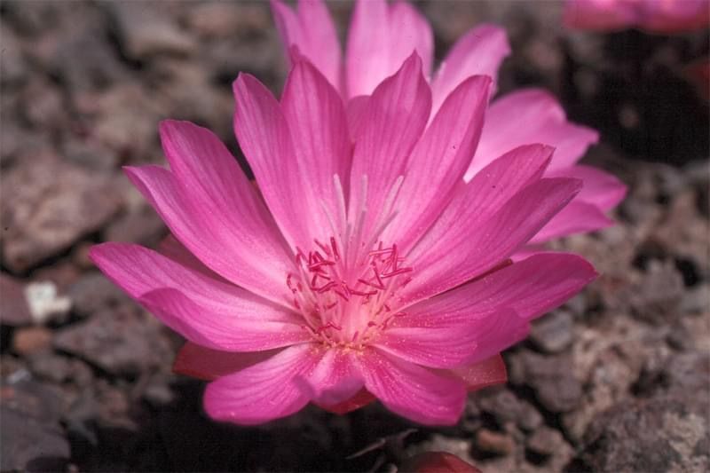 Pink flower blooming among dark rocks with a blurred background