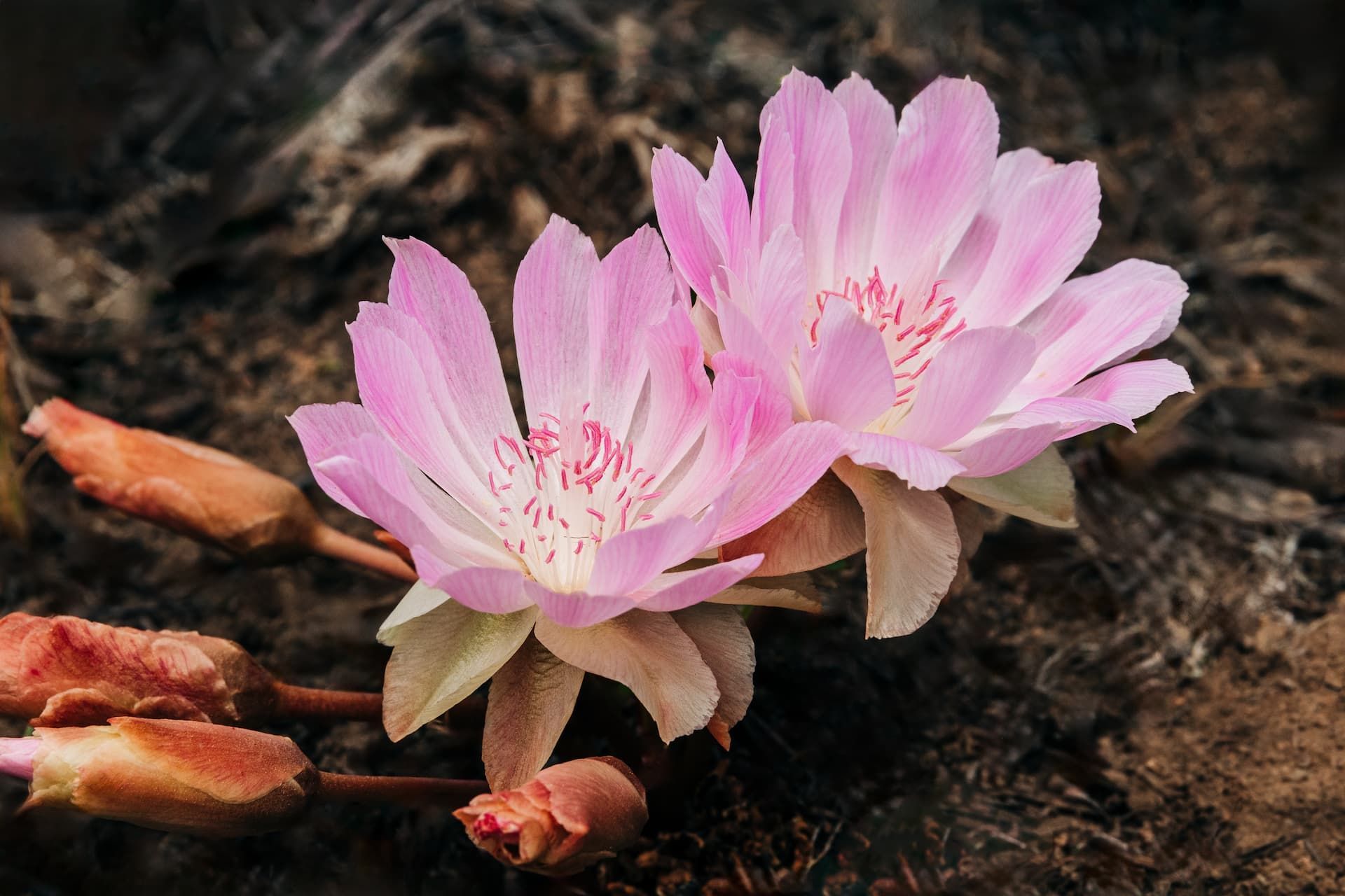 Pink flower blooming among dark rocks with a blurred background