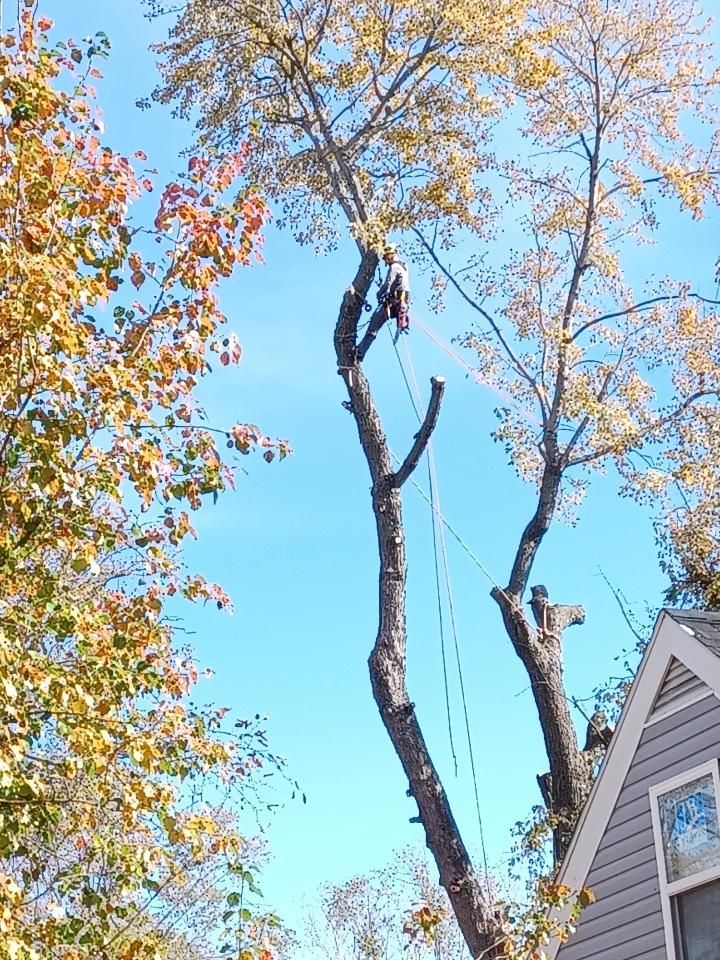 A tree worker in a tree, trimming branches against a blue sky. Autumn leaves and a house visible.