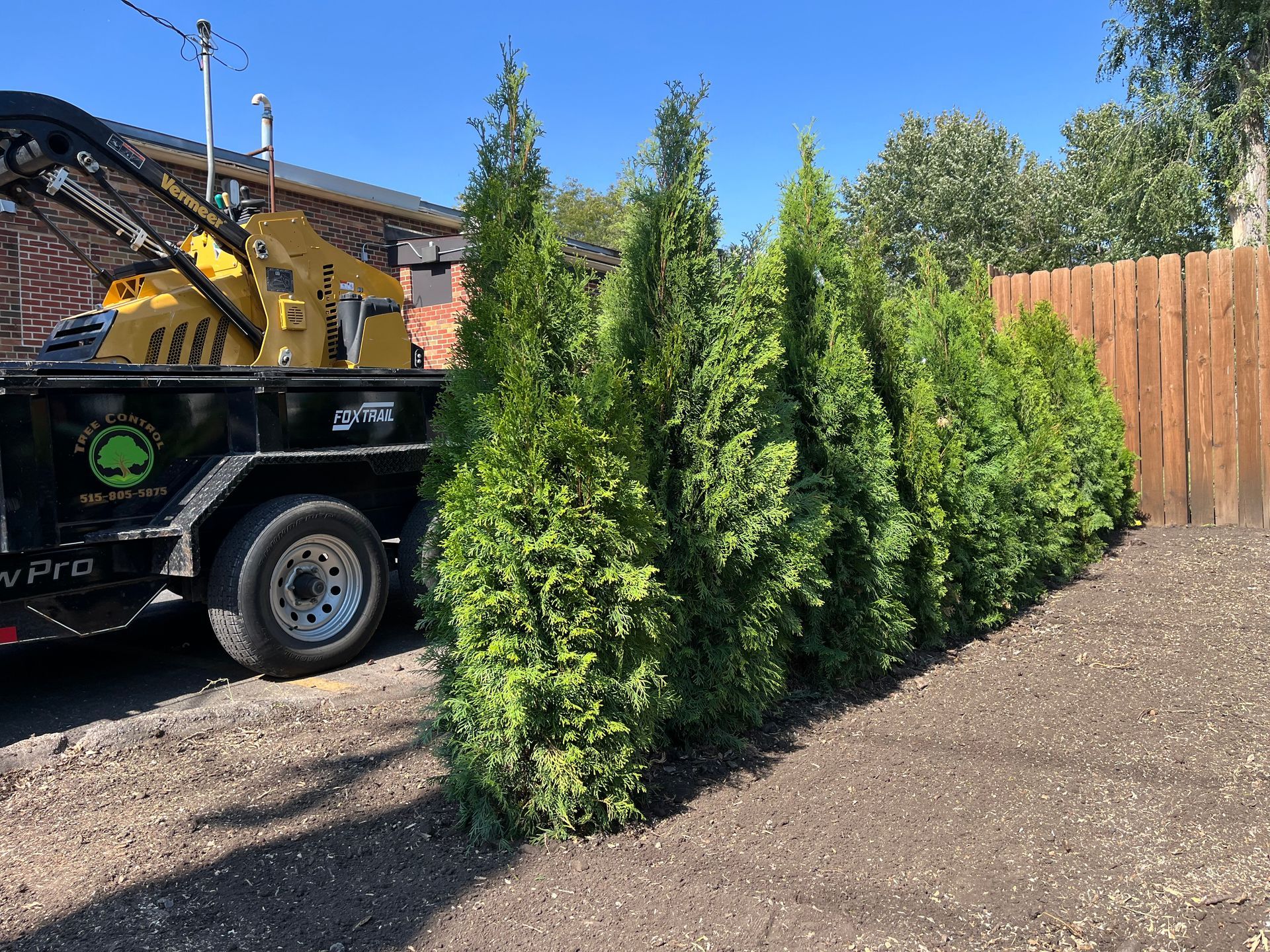 Green evergreen trees planted next to a wood fence, with a wood chipper on a trailer in the background.
