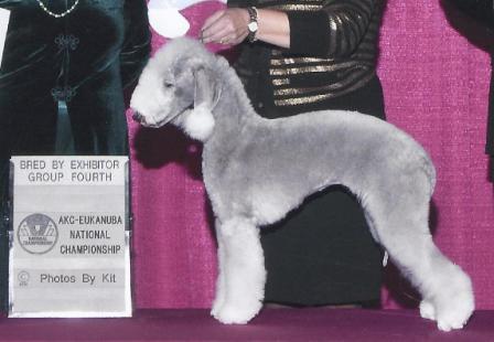A Bedlington Terrier dog, groomed for show, stands on a purple surface with a trophy and people in the background. The dog is gray with white legs and a fluffy head.