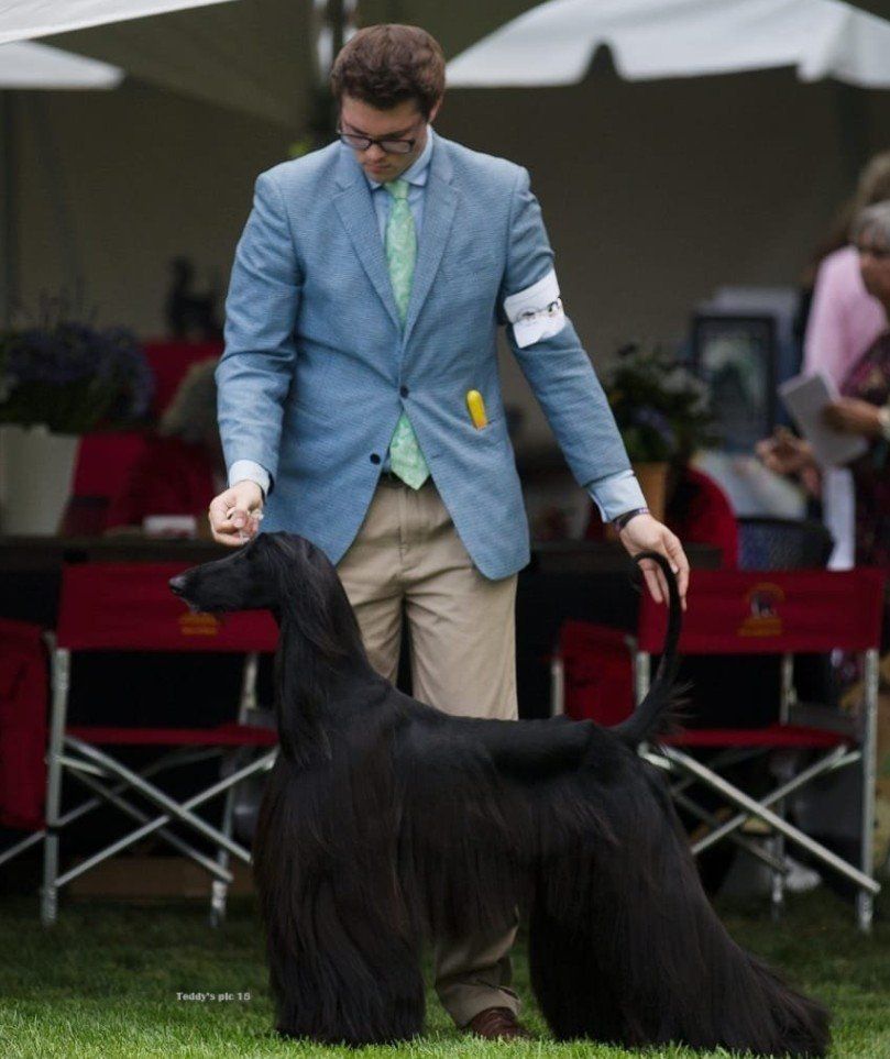 A man in a blue blazer shows a black Afghan Hound at a dog show, standing in front of red chairs.