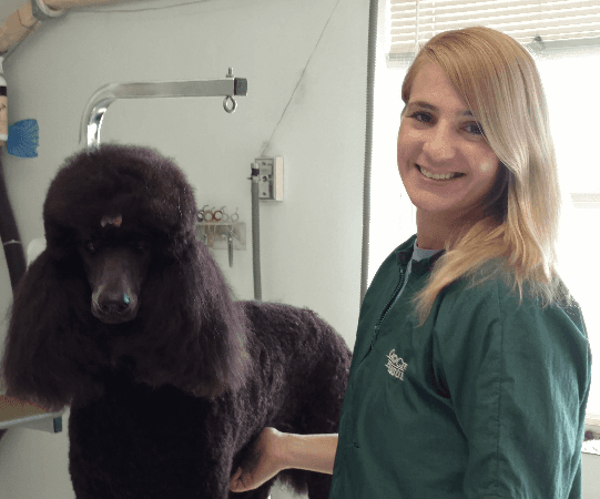 Woman in green scrubs smiling, holding a dark brown poodle in a grooming setting.