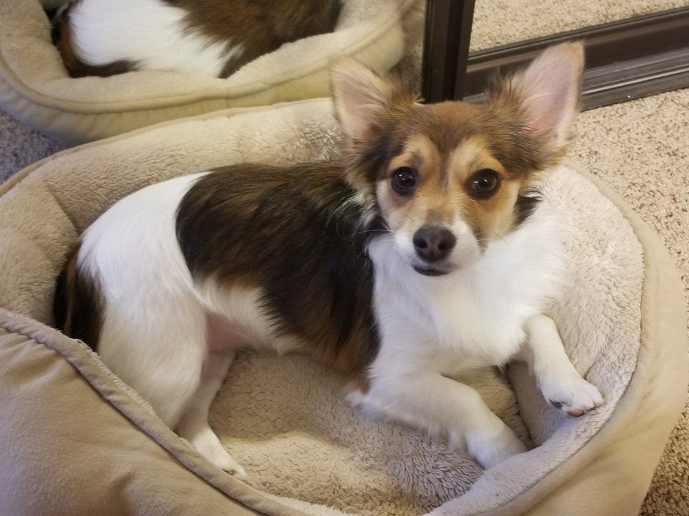 Scoobe Doo Pet Mobile Grooming