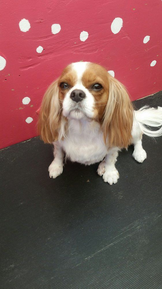 Scoobe Doo Pet Mobile Grooming