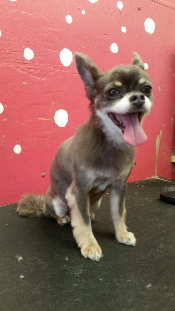 Scoobe Doo Pet Mobile Grooming