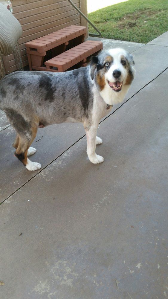 Scoobe Doo Pet Mobile Grooming