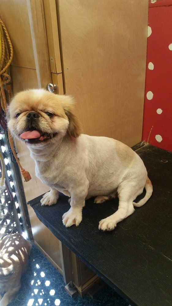 Scoobe Doo Pet Mobile Grooming