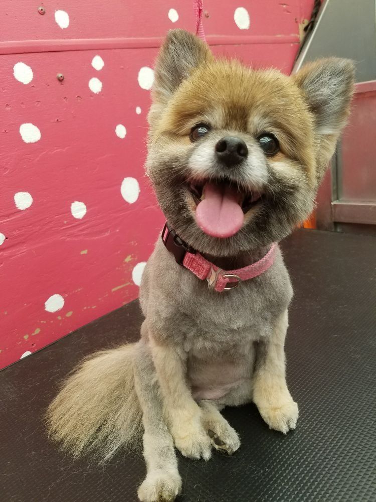 Scoobe Doo Pet Mobile Grooming