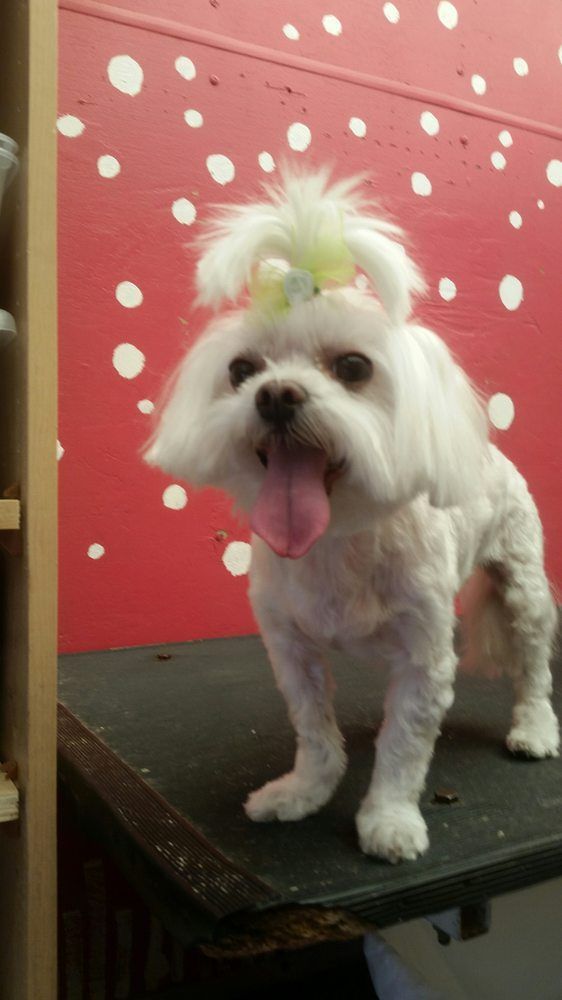 Scoobe Doo Pet Mobile Grooming