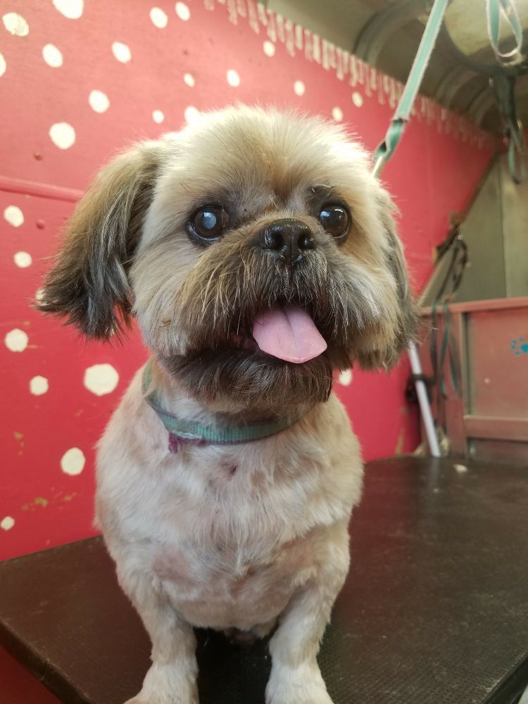 Scoobe Doo Pet Mobile Grooming