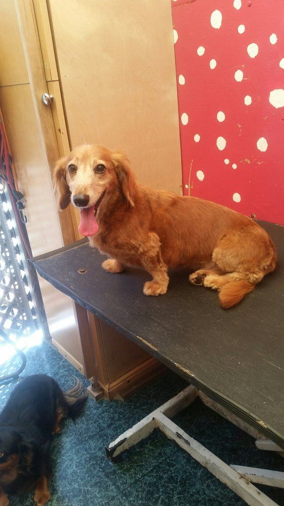 Scoobe Doo Pet Mobile Grooming