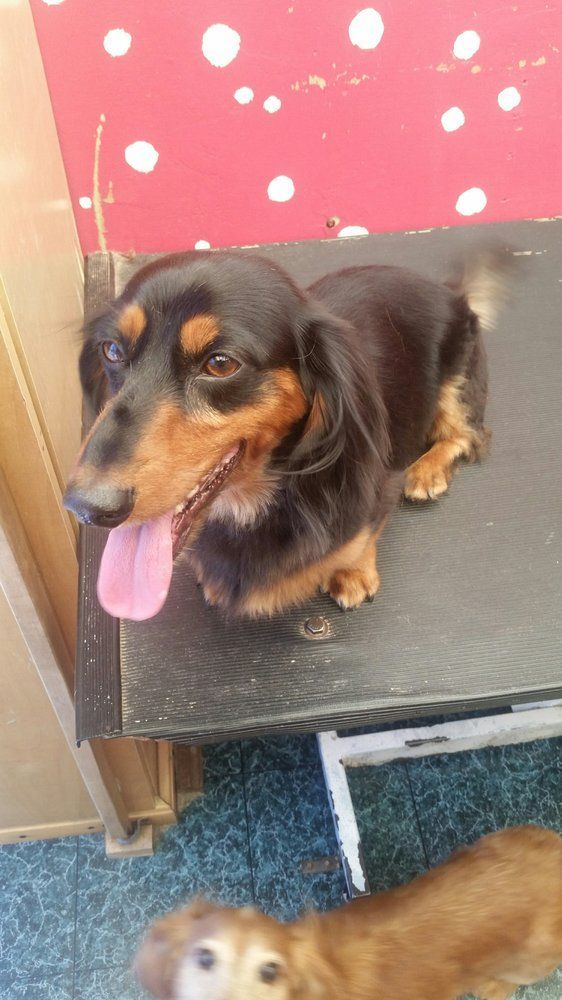 Scoobe Doo Pet Mobile Grooming