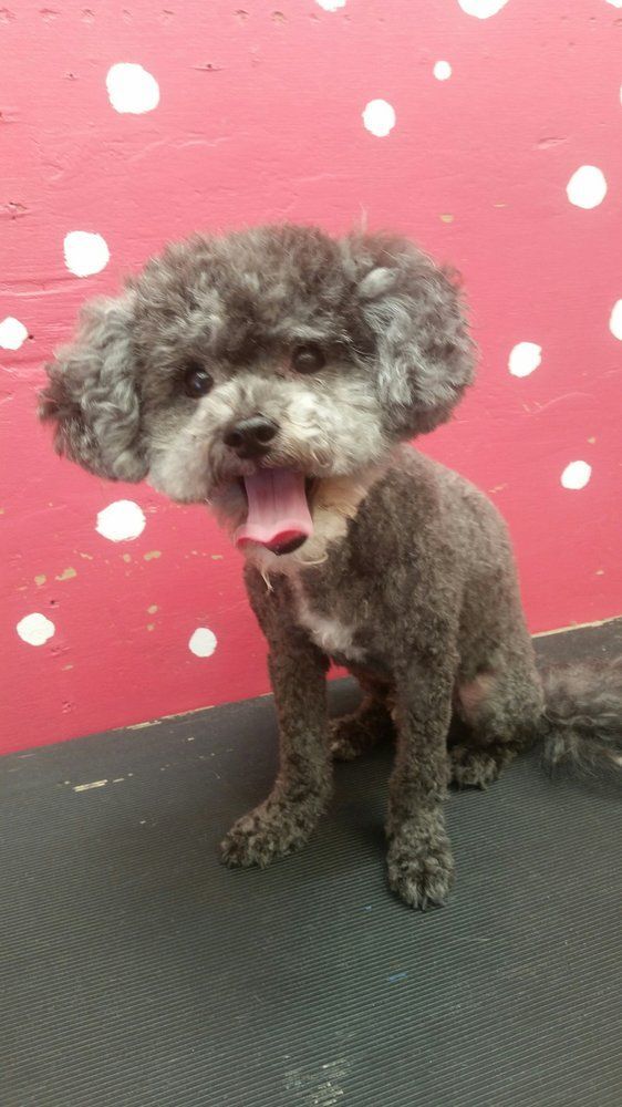 Scoobe Doo Pet Mobile Grooming