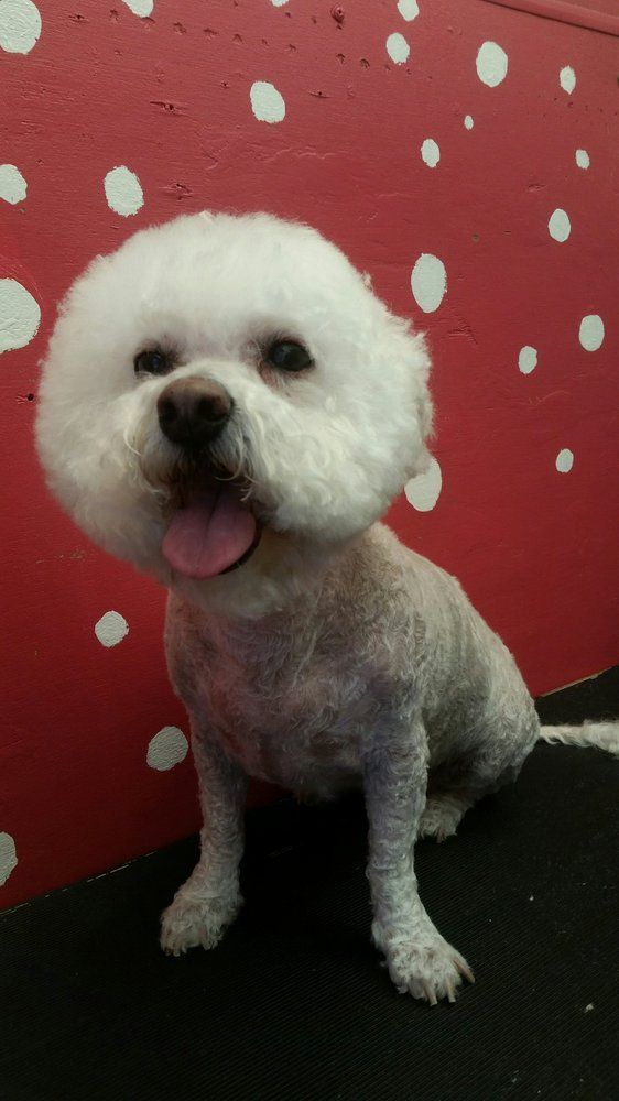 Scoobe Doo Pet Mobile Grooming