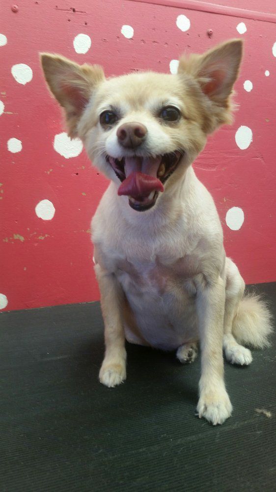 Scoobe Doo Pet Mobile Grooming