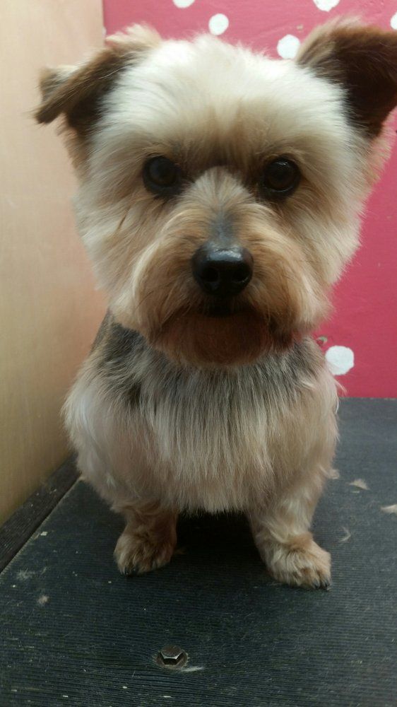 Scoobe Doo Pet Mobile Grooming