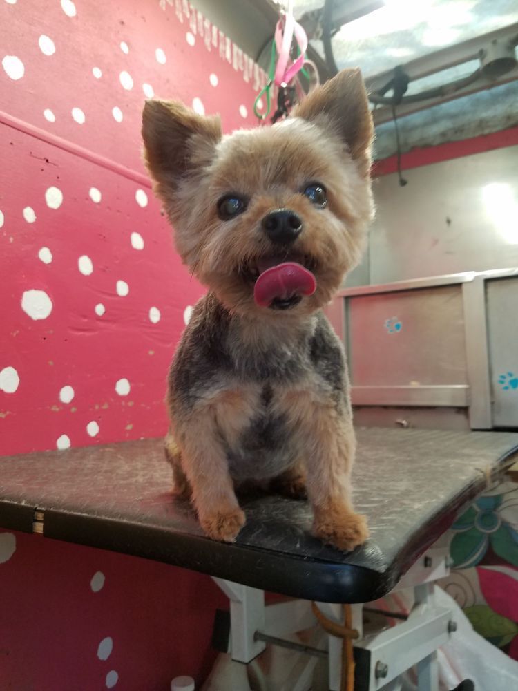 Scoobe Doo Pet Mobile Grooming