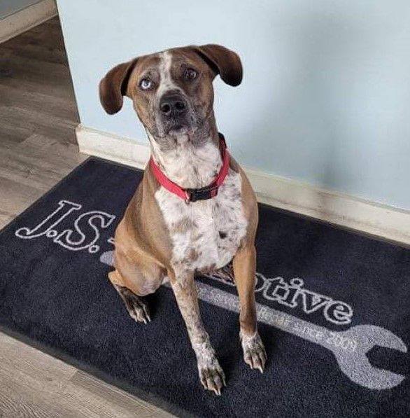 Shop Pet | J.S. Automotive