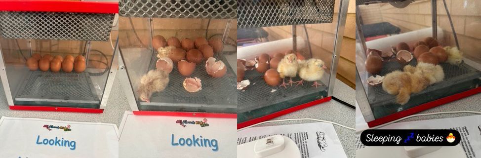 All About Kidz N20 Easter Chicks 2025