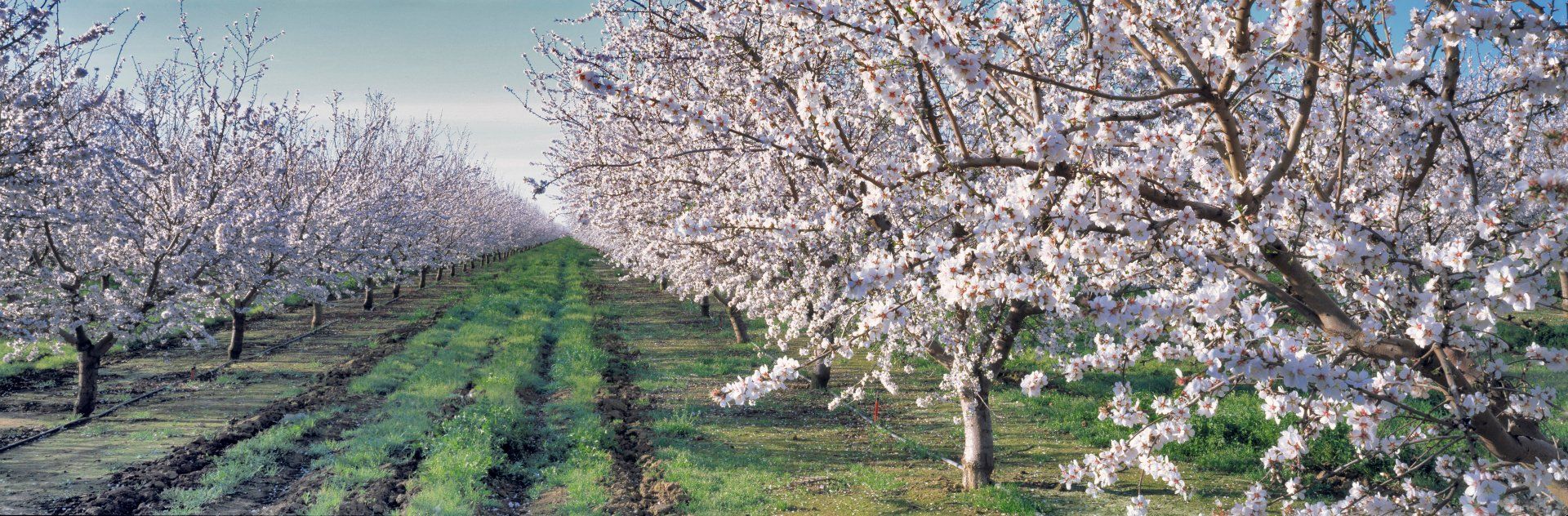 A wide view of a grove of trees with pink blossoms