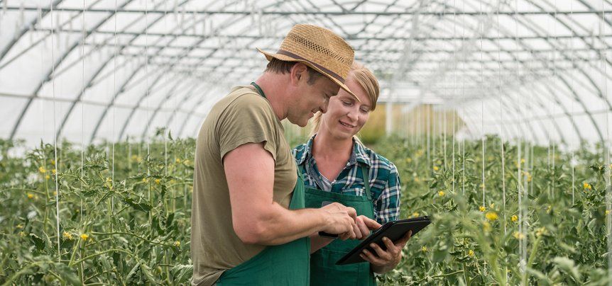 Two workers in a greenhouse looking at a tablet