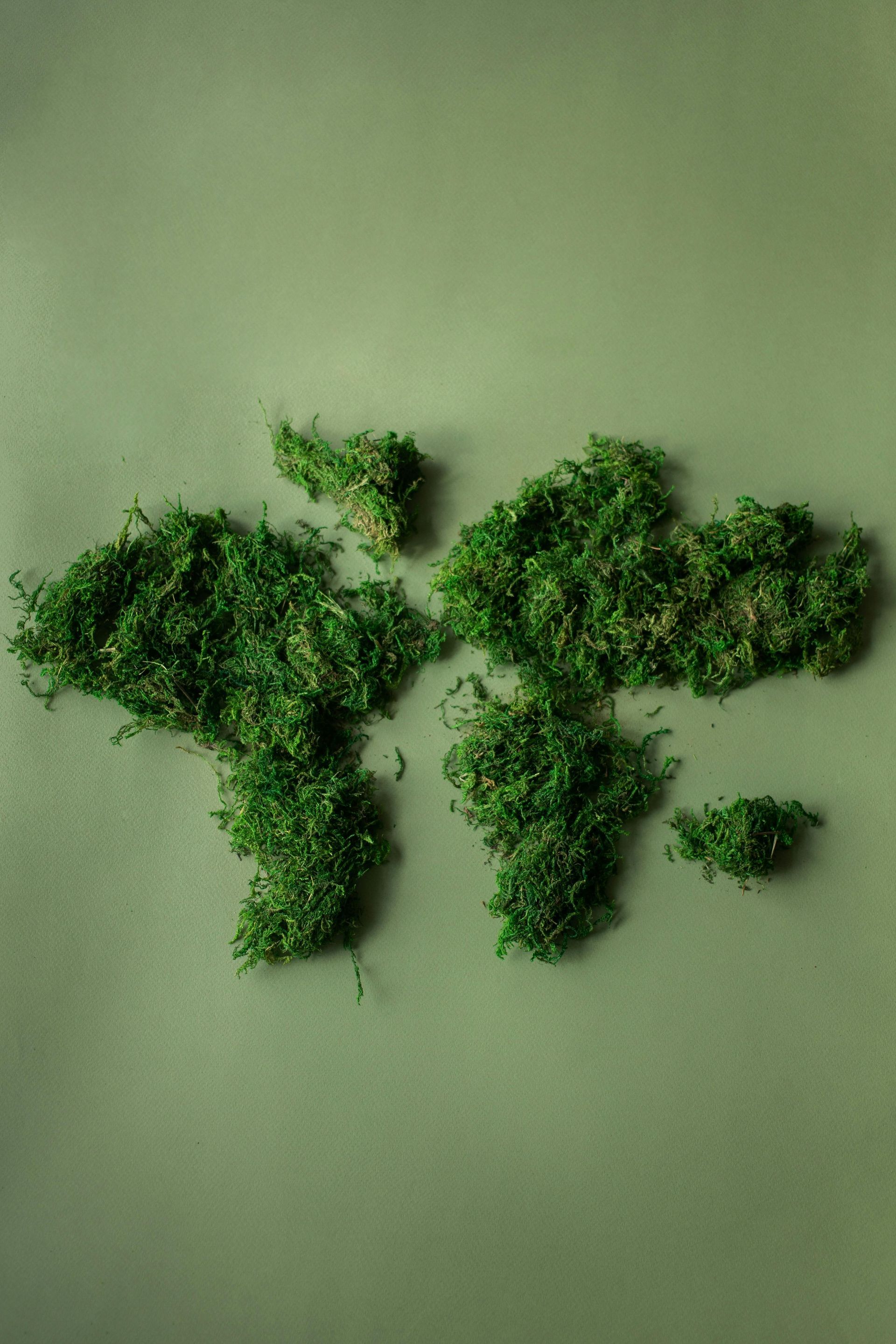 Grünes Moos in Form einer Weltkarte auf einem dezent grünen Hintergrund.