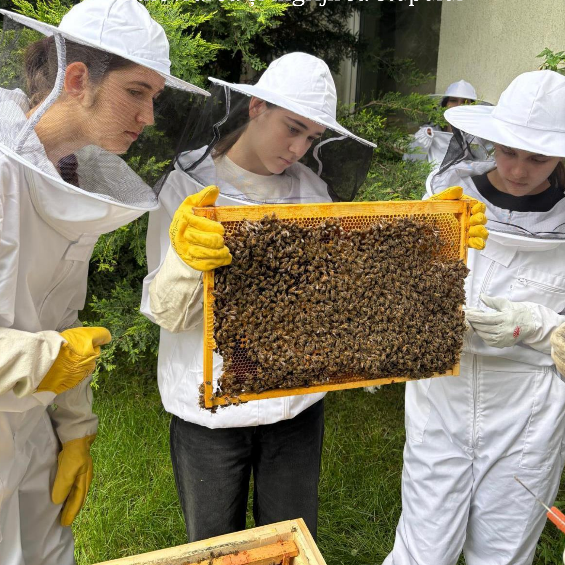 A group of beekeepers are looking at a beehive