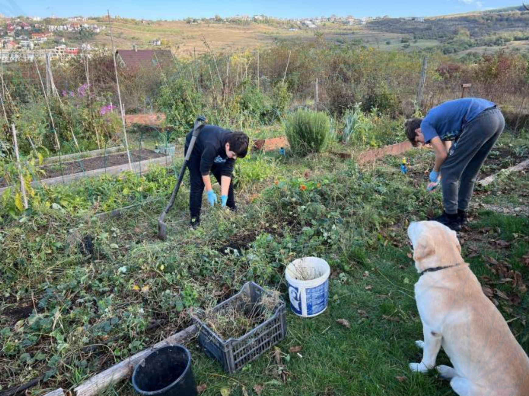 Two men are working in a garden with a dog.
