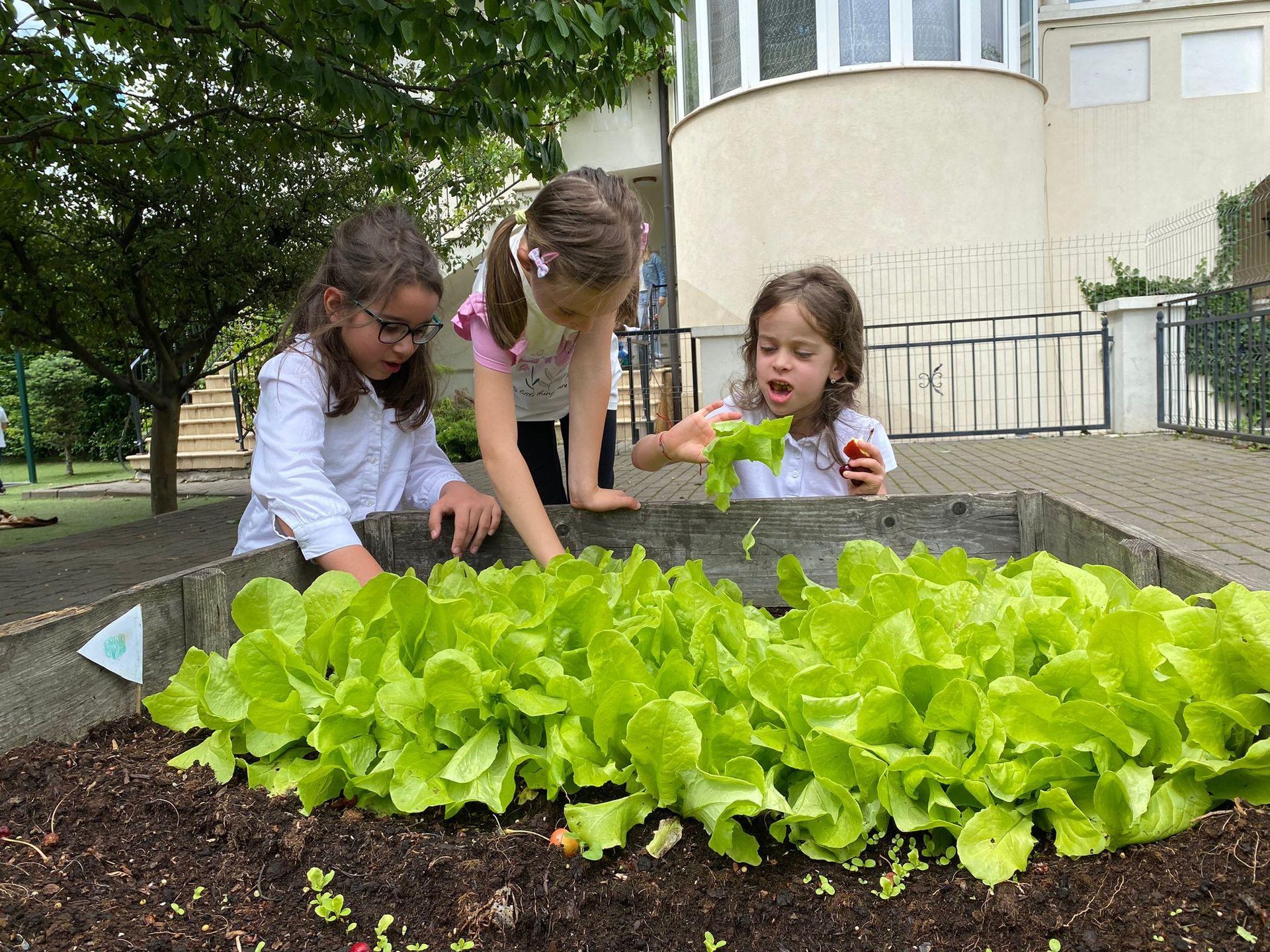 Three young girls are picking lettuce in a garden.