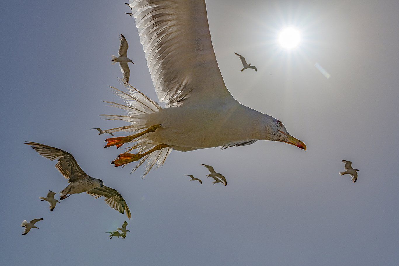 The Wandering Gull Photo Gallery by David Ferguson