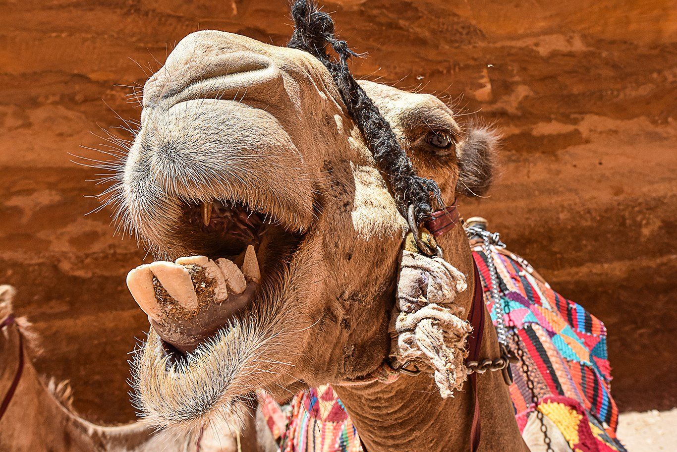 Camel Selfies Photo Gallery by David Ferguson