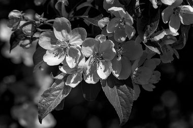 Photographer David Ferguson Presents Gallery Bright Vivid Pictures Images Photographs of flowers blossoms flora fauna plants in Monochrome High Resolution