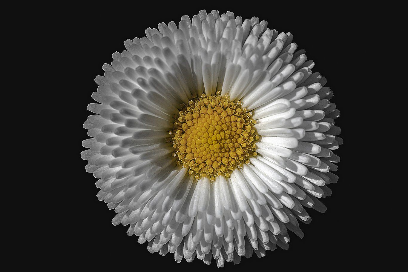 Floral Isolation Photo Gallery by David Ferguson