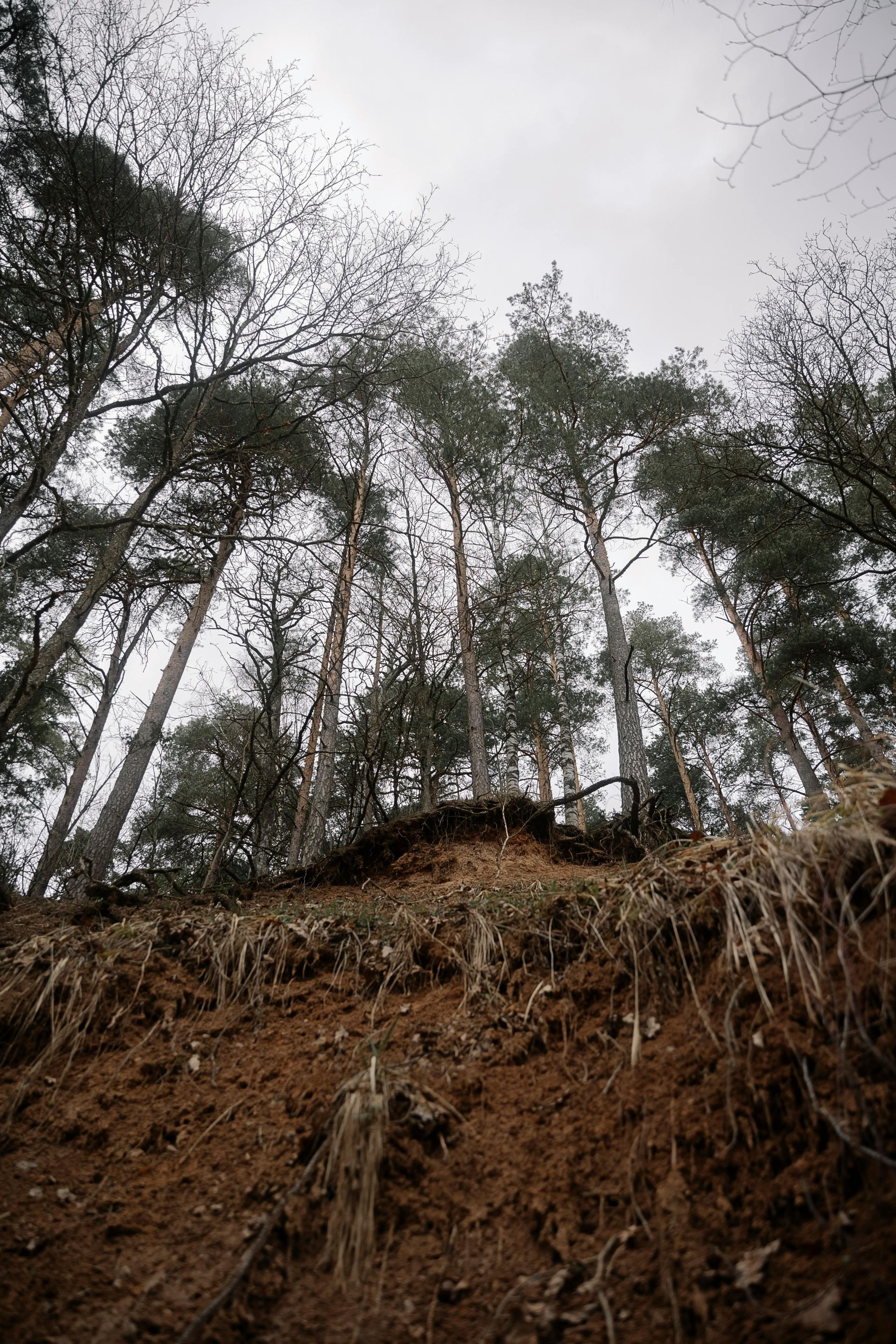 A low-angle view of tall pine trees rising above a steep, eroded dirt embankment with visible tree roots.