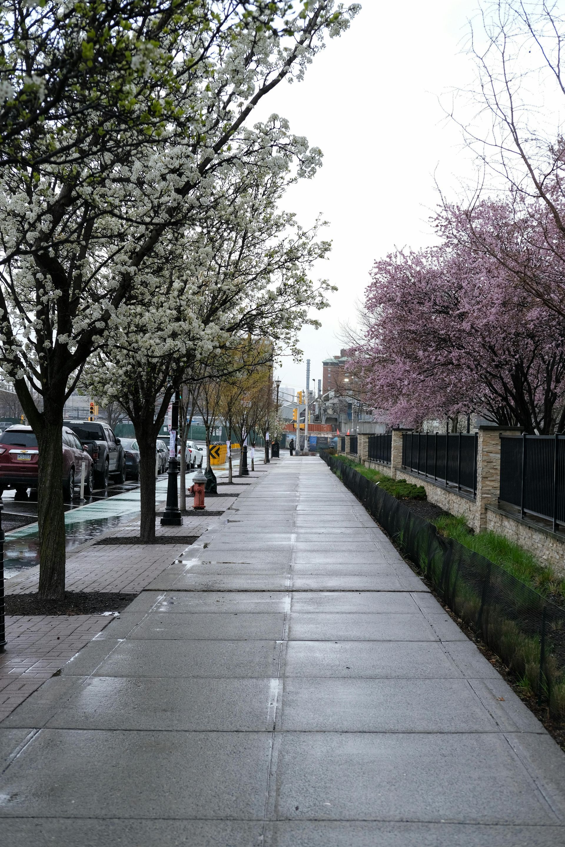 A wet concrete sidewalk stretches into the distance, lined with blooming white and pink trees under an overcast sky.