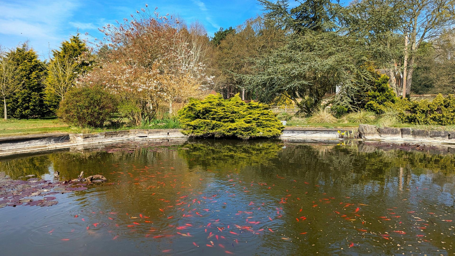 A pond filled with many small orange fish, bordered by stone and surrounded by trees and bushes under a clear blue sky.