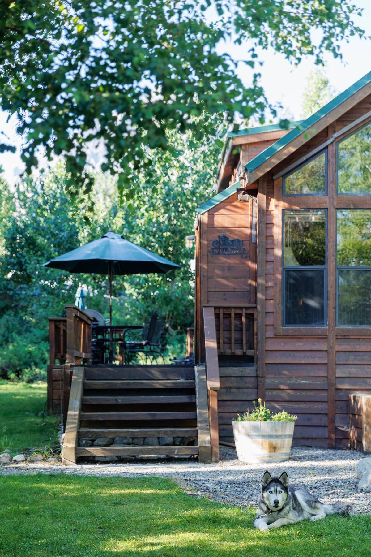 A husky dog is laying in the grass in front of a wooden house.