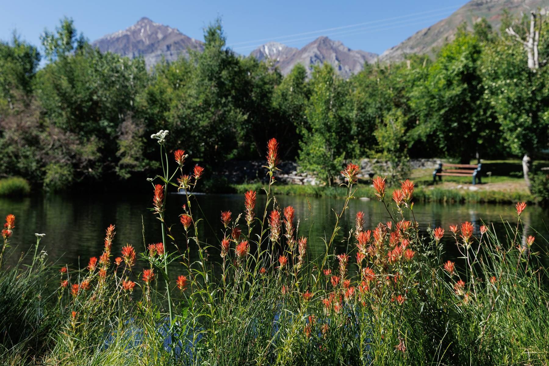 A lake surrounded by trees and flowers with mountains in the background