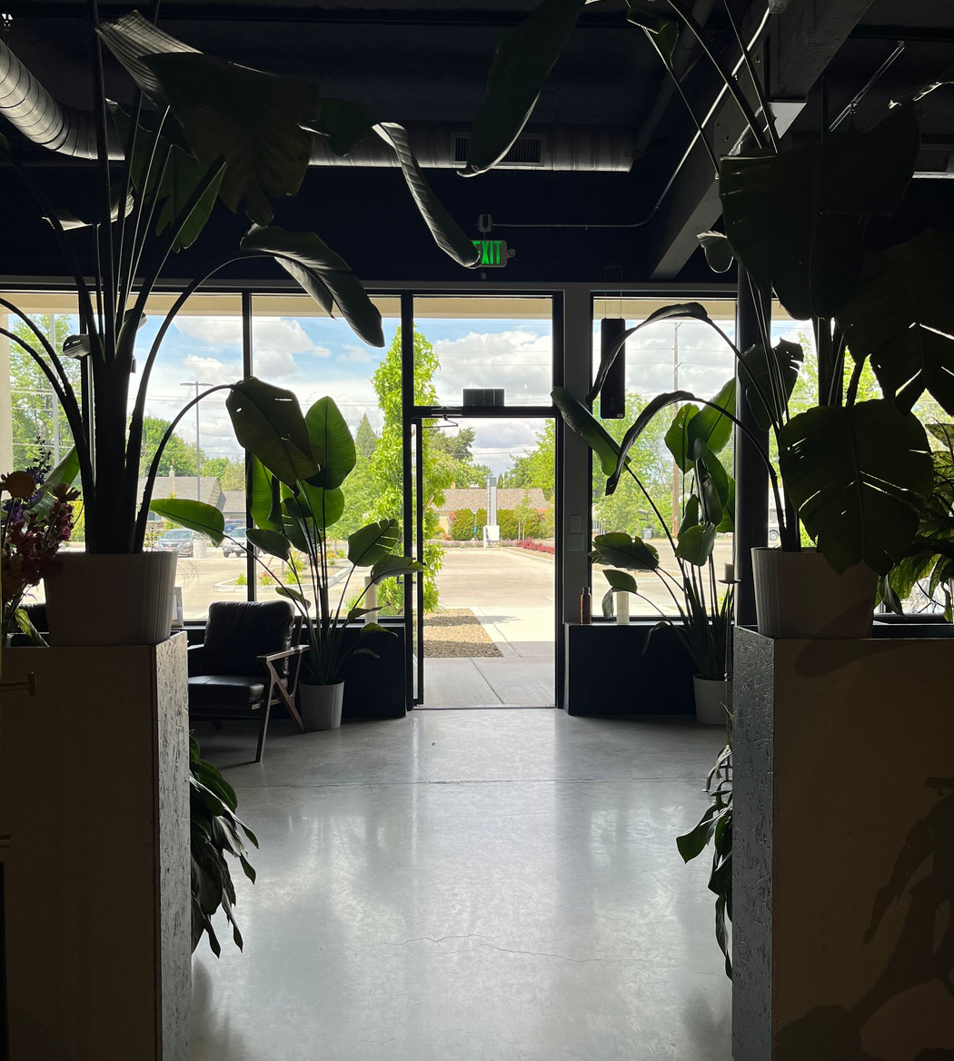 Hair salon interior with mirrors, plants, black ceiling, and styling stations.