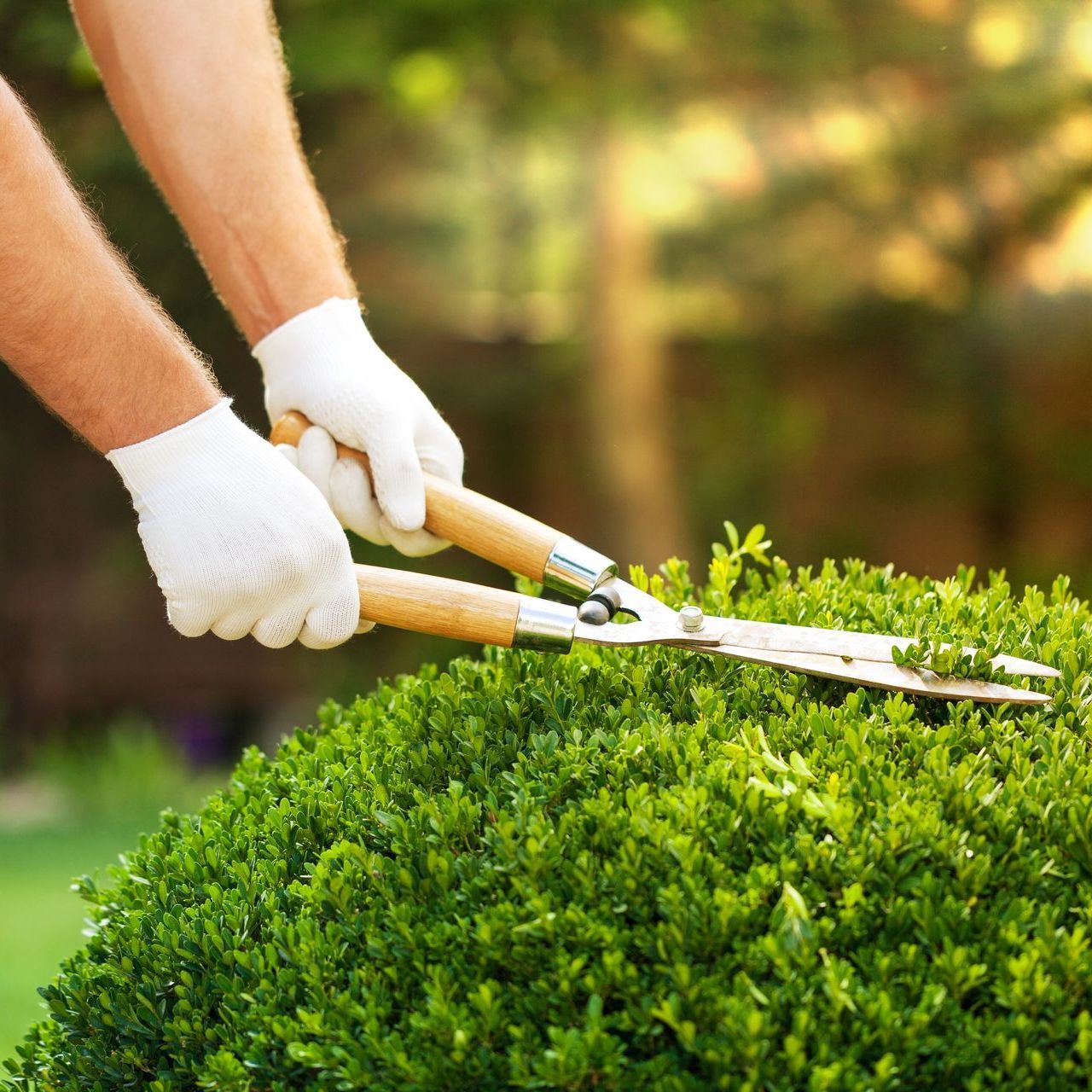 a person is cutting a bush with a pair of scissors
