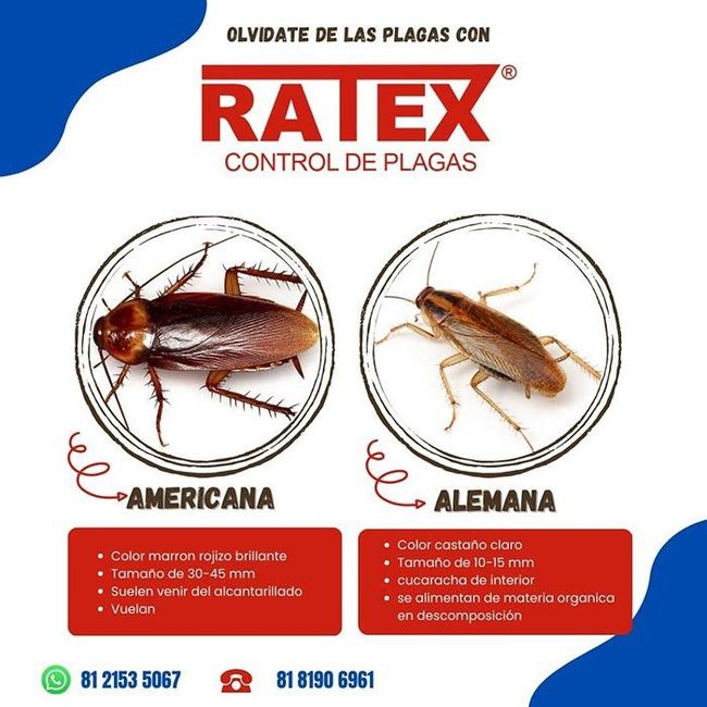 RATEX® - Control De Plagas