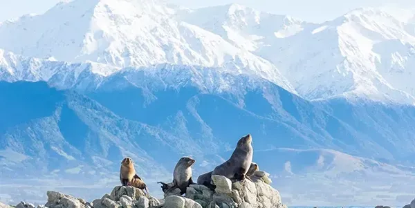 Image from the Whale Train Journey form Christchurch to Kaikōura