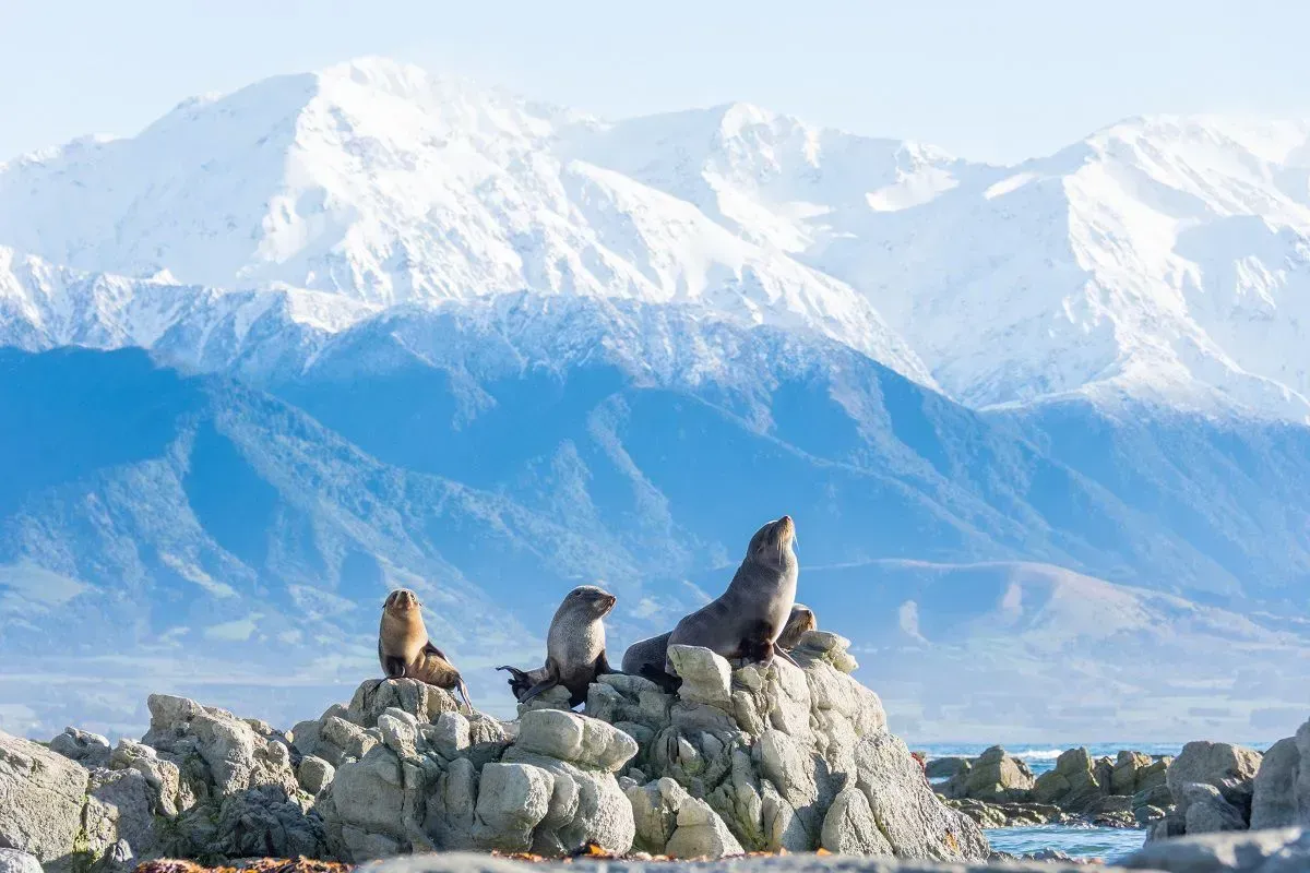 The Whale Train experience that Journeys from Marlborough Christchurch to Kaikoura in the south island of New Zealand